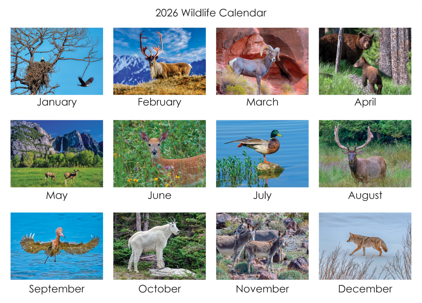 2026 calendar, wildlife